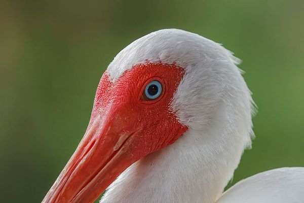 Jones, Adam 아티스트의 American white ibis Myakka River State Park-Florida작품입니다.